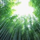홍석주(洪奭周)의 『노자(老子)』 해설 — 도덕경 제41장