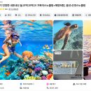 2955 | 하와이 거북이 스노쿨링 예약 후기스팟 복장 준비물