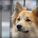 사람과 애견 이미지