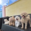 푸른별유치원 | 픽드랍 되는 제주 애견유치원 호야별 애견유치원 추천