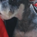 강아지 마법사 골드맘 이미지