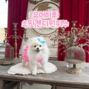 스윗핏 | 강아지 봄나들이옷 유어하루 스윗캔디 원피스 착용 후기