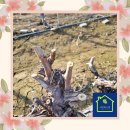 육일농원 이미지