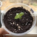 반려식물키우기 이미지