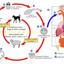 Cestode (촌충) 감염 이미지