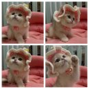 골든키티캐터리 이미지