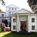 Luxury Dog 이미지