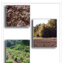 [블루베리 묘목 식재 방법] 이미지