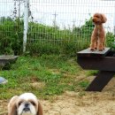 보라애견 이미지