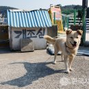 개조심 Daum카페