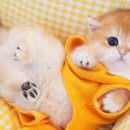 순한고양이 이미지