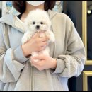 강아지는 내 운명 이미지