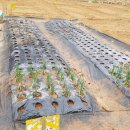 신정농장 이미지