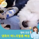 구르미 | 강아지 며느리발톱 빠짐 치료 후기 구르미 실제 경험이에요.