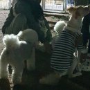에드펫