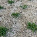 거성농자재 | 2탄.주택 조경공사 후기_5~8 집수정,마당구배,발판석,잔디