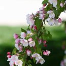 겹애기사과꽃 접사...(Crabapple Tree flowers) 이미지
