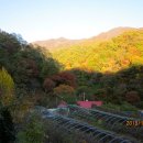 지지골 이미지