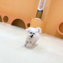 시우스쿨링 대화 이미지