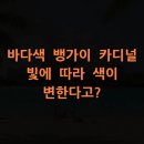 광원수족관 | 바다색 뱅가이 카디널, 빛에 따라 색이 변한다고?