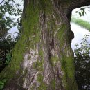 유림-1066 | 위양지