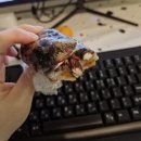 덮밥에반하다 이미지