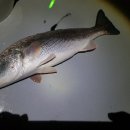 왜관ic실내바다낚시터 이미지