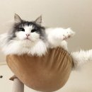 고양이집사 이미지