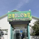 안계농장 | 포항 맛도리 안계 미나리농장 미나리 삼겹살 맛집 다녀온 찐 솔직후기