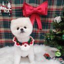 복이네 애견 미용 이미지