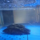 어부네민물매운탕 이미지