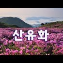 산 유 화(山有花) (산에는 꽃이 피네 ) 이미지