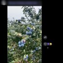 신디농장 | [호주워홀]D+412~D+418ㅣ어느워홀러의 문두버라일상과 요리왕이되어가는 과정