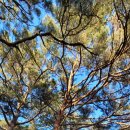 동산사슴목장 이미지