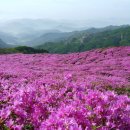 다녀옴 [울산출발] 5월7일(일) 합천 황매산 산행 철쭉축제 이미지