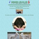 골든블랙123 이미지