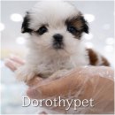 창녕농장 | 창녕꼬똥분양 이렇게 귀여운 생명체가 있다고?