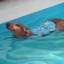 힐링독아카데미 이미지