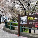 꽃보라동산 이미지