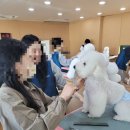 애견미용 이미지