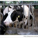 참빛목장 이미지