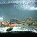 고기나라 이미지