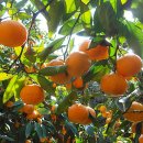 반디농장 이미지