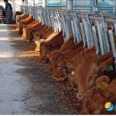 고급육생산목장 이미지