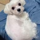 꼬망이펫샵