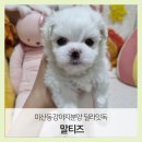 딜라잇독 이미지