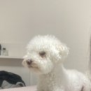 프로펫샵 이미지