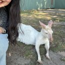 (주)오케이관광여행사 | 호주 멜버른 오케이 여행사 필립 아일랜드 투어 후기 | 반나절 투어, 마루 동물원, 펭귄 퇴근길 구경...