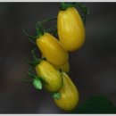 용산 농장 이미지