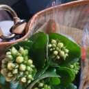 (영)토담 이미지